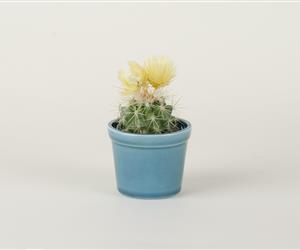 Vaso Simples - Persa