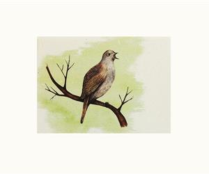 Champô Sólido - Cabelo Oleoso