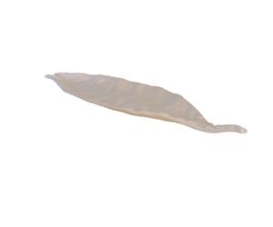 Folha Nespereira - Branco