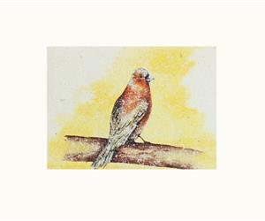 Champô Sólido - Cabelo Misto