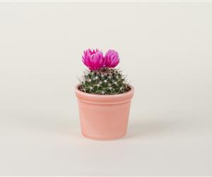 Vaso Simples - Coral